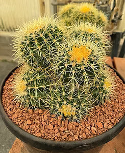 Blog 2